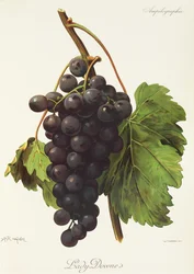 Lady Downe Grape