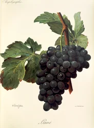 Linne grape
