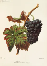 Madeleine Noire grape