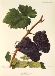 Meunier Grape