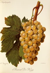 Muscat Dr. Hogg grape