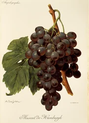 Muscat de Hamburgh grape