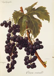 Oriou Voirard grape