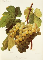 Panse Precoce grape