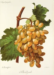 Schiradzouli Grape