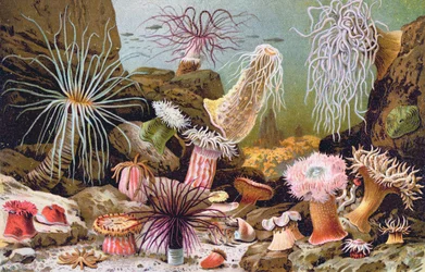 Sea Anemones, from a Hungarian natural history book