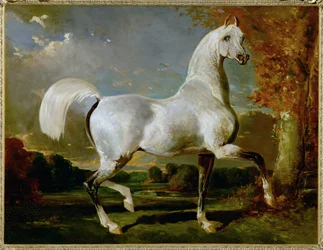 Arab Thoroughbred