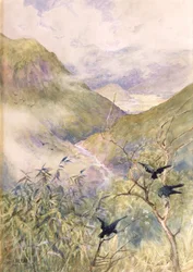 Looking Over the Lilies: The Valley of Nikko Looking Eastwards Towards the Province of Shimo-no-Tsuke