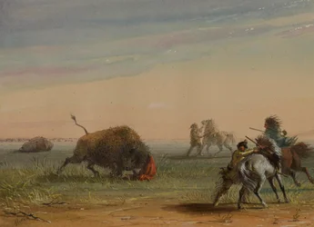 Buffalo Turning on His Pursuers