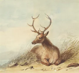 Elk, Rocky Mountains, c.1837