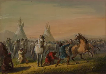 Picketing Horses