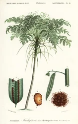 Treefern, Cyathea Species (engraving)