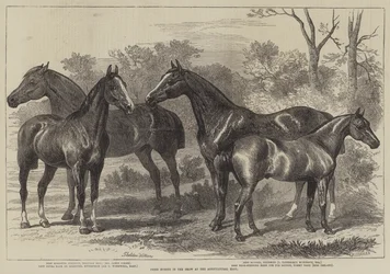 Prize Horses in the Show at the Agricultural Hall