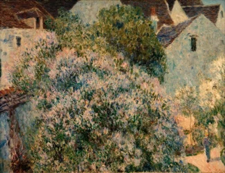 The Lilac in My Garden