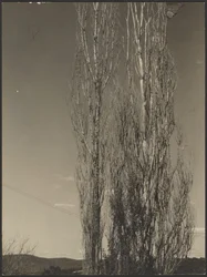 Dying Poplars, Lake George