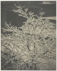From the Back-Window 291 Snow-Covered Tree, Back-Yard