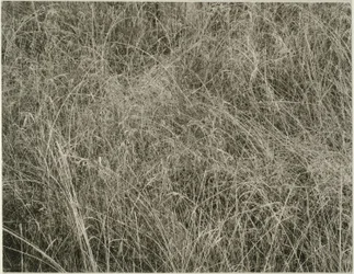 Grass