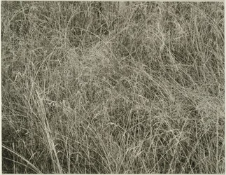Grass