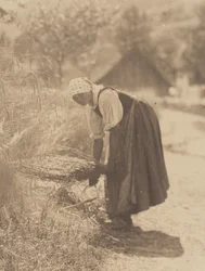 Harvesting