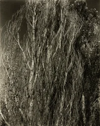 Poplars—Lake George