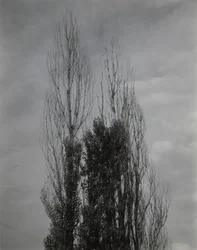 Poplars—Lake George