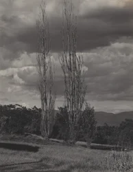 Poplars—Lake George