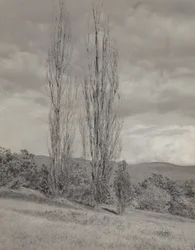 Poplars - Lake George
