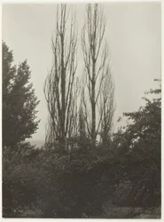 Poplars - Lake George