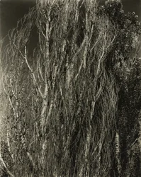 Poplars - Lake George