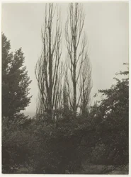 Poplars - Lake George