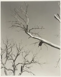The Dying Chestnut Tree—My Teacher
