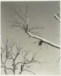 The Dying Chestnut Tree—My Teacher