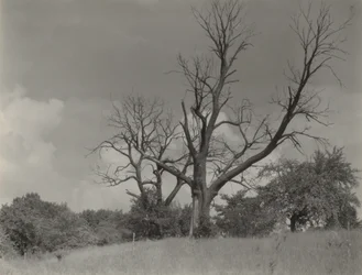 The Dying Chestnut Tree