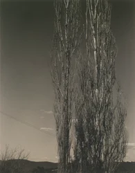The Two Poplars, Lake George