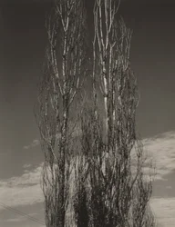 The Two Poplars, Lake George
