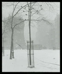 Tree in Snow, New York City