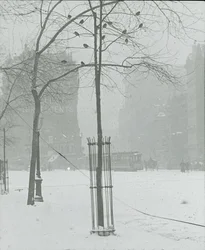 Tree in Snow, New York City, 1900-02