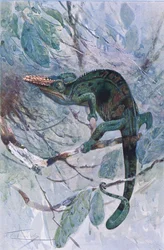 African Chameleon, Illustration from 