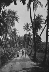 A Path Through Paddy Fields