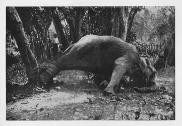 Elephant Kraaling in Ceylon - Noosed, c1890