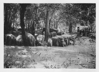 Elephant Kraaling in Ceylon at a Waterhole inside the Stockade