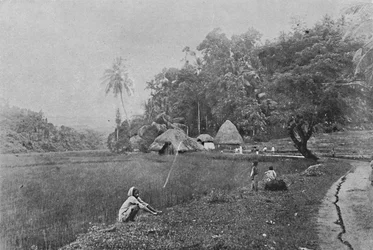 Paddy Field near Gampola, c1890-1910
