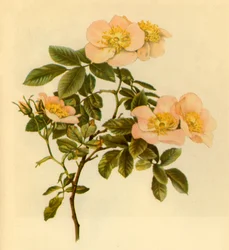 Dog Rose