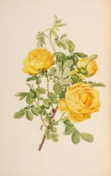 Illustration from The Genus Rosa by Ellen Willmott, 1914