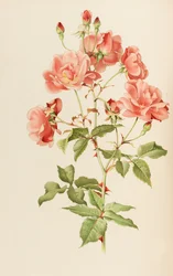 Illustration from The genus rosa by Ellen Willmott, 1914
