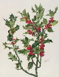 Holly, Illustration from Encyclopédie Artistique et Documentaire de la Plante, Published in Paris, 1904-08