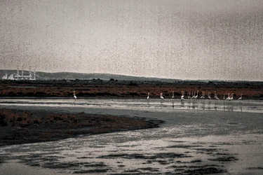 Congregation, from the series Camargue Flamingos