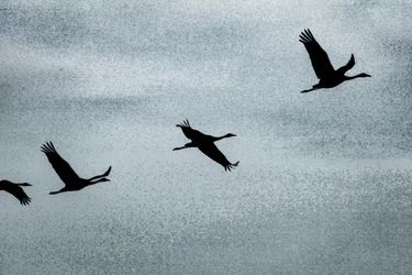 Wing on Wing, from the series Over Hula