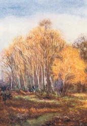 New Forest: Birches on the Brockenhurst Road, near New Park, November