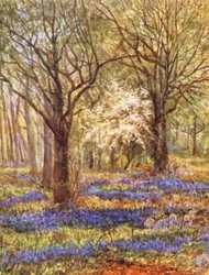 New Forest: Bluebells in the Oak Wood, May